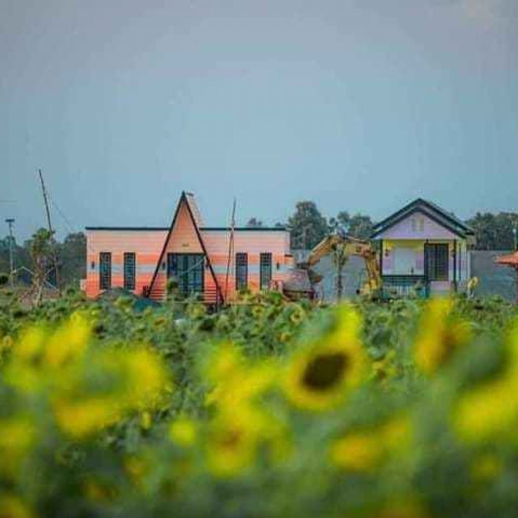 Kampot Thansur Resort is increasing its attractiveness with the first large sunflower garden in the province