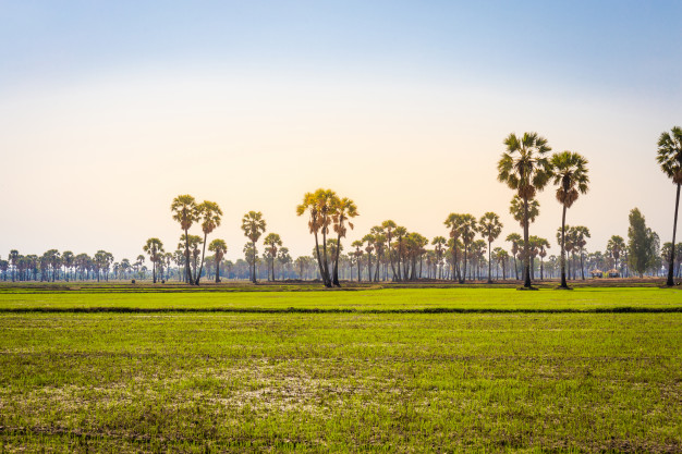 Rice field in province, Cambodia