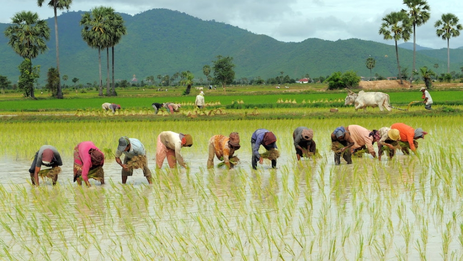 Investing in Agriculture in Cambodia