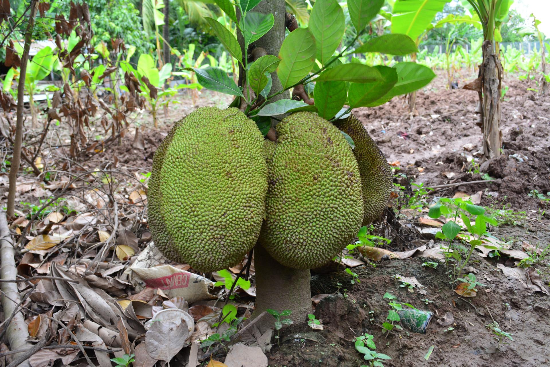 Jackfruit in Cambodia