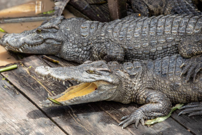 Siem Reap crocodile Farm