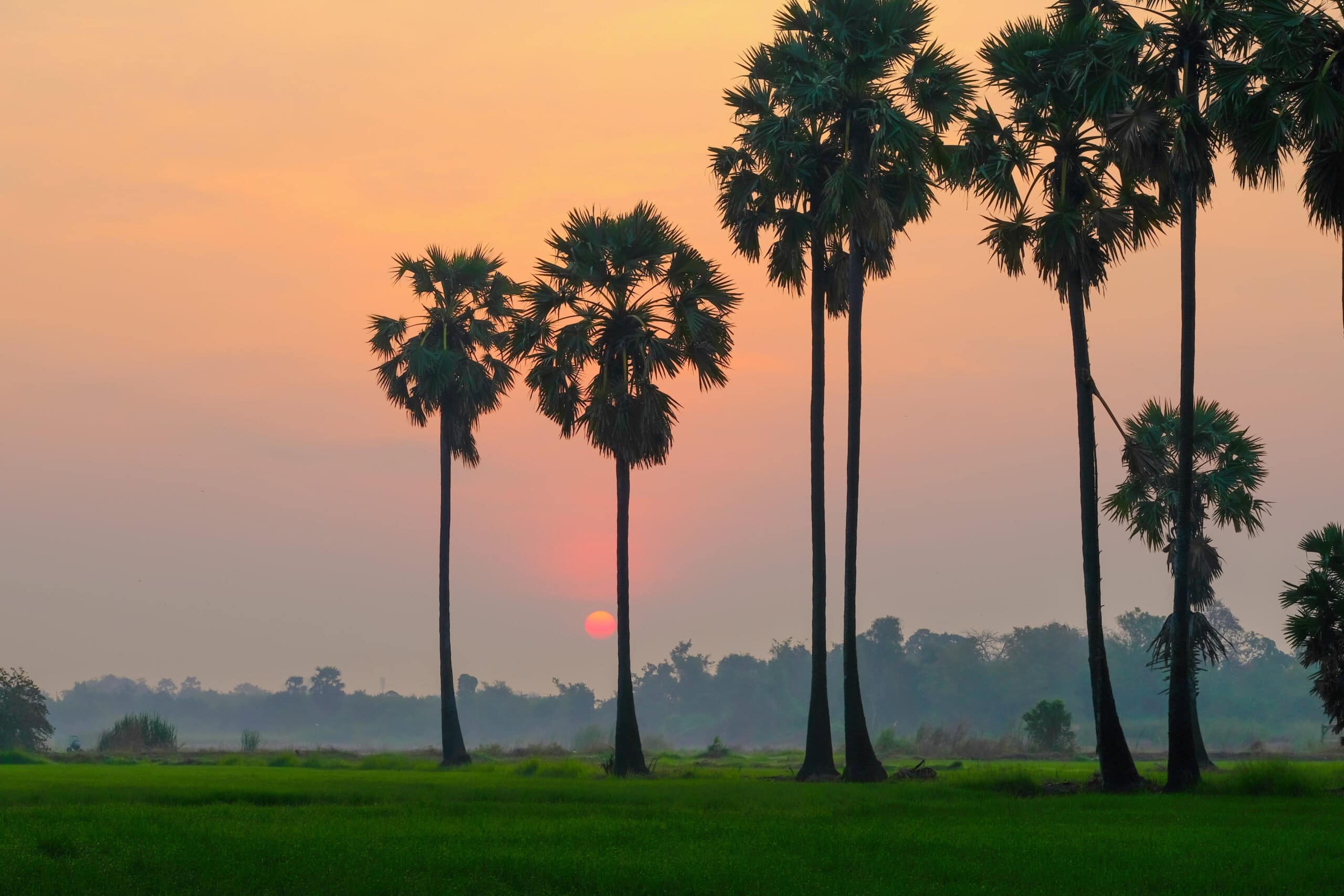 Palm tree at sunset