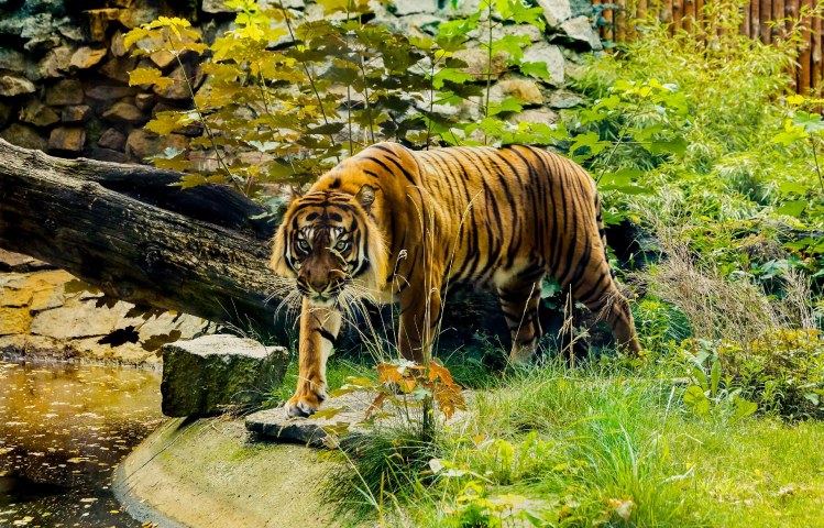 Four Key Sectors That Make Cambodia a Regional New Tiger Economy