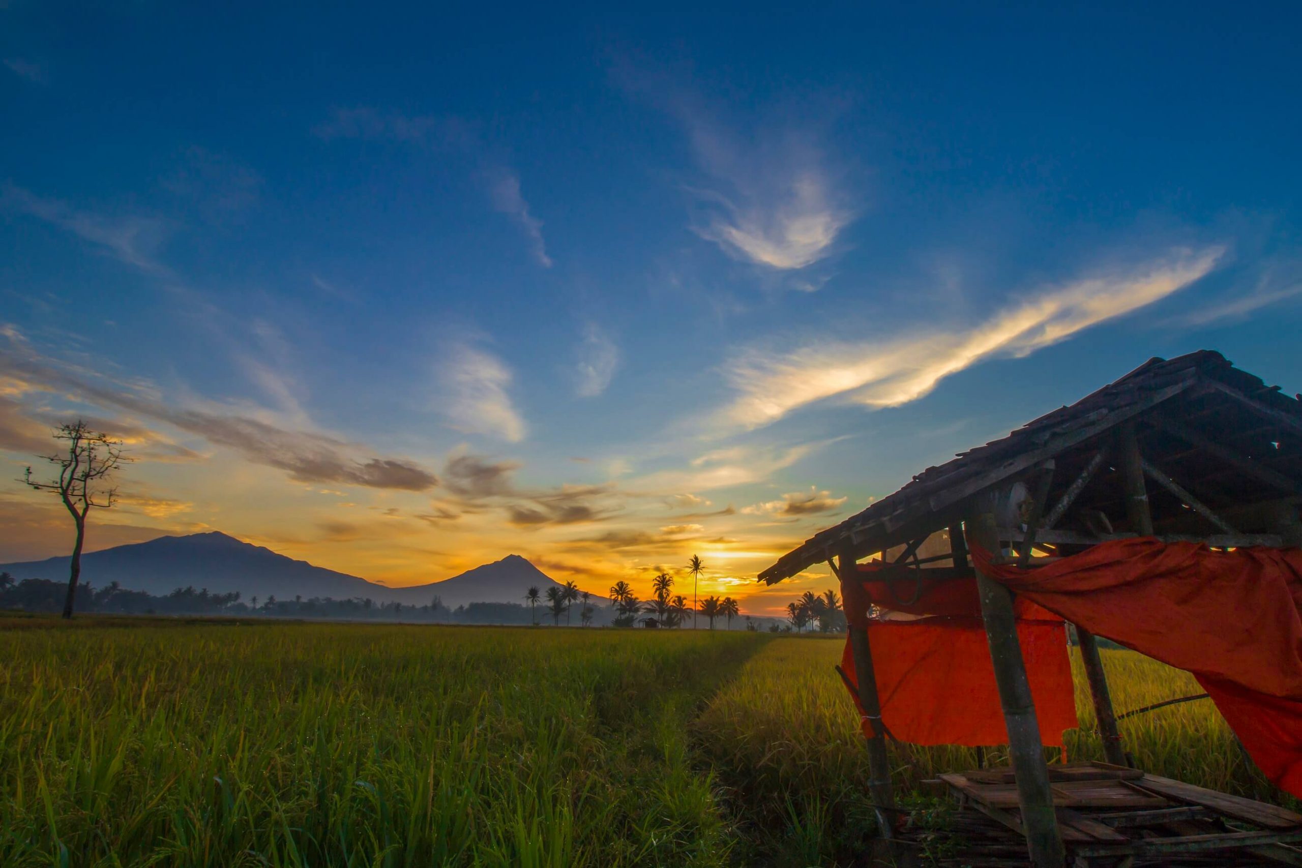 3 Main Sources of Incomes from Rice Farming in Cambodia