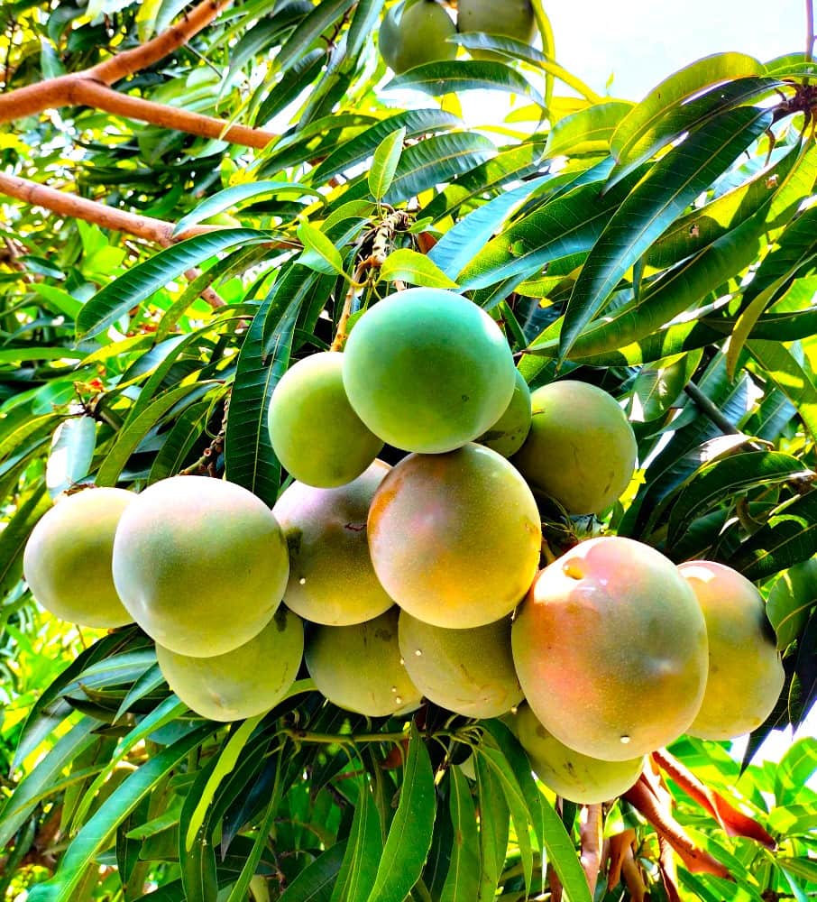 Mango in Cambodia