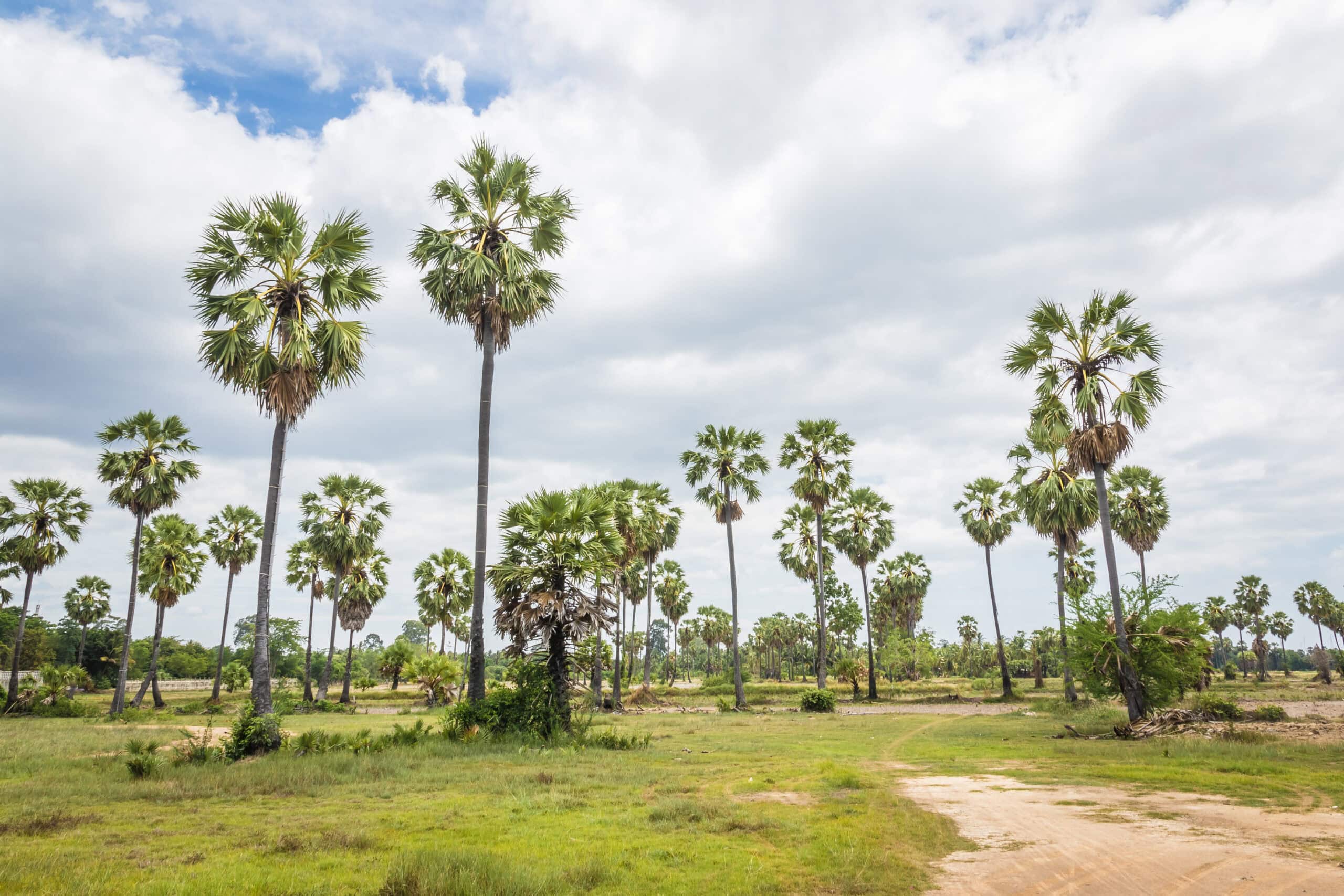 Palm Trees in Cambodia