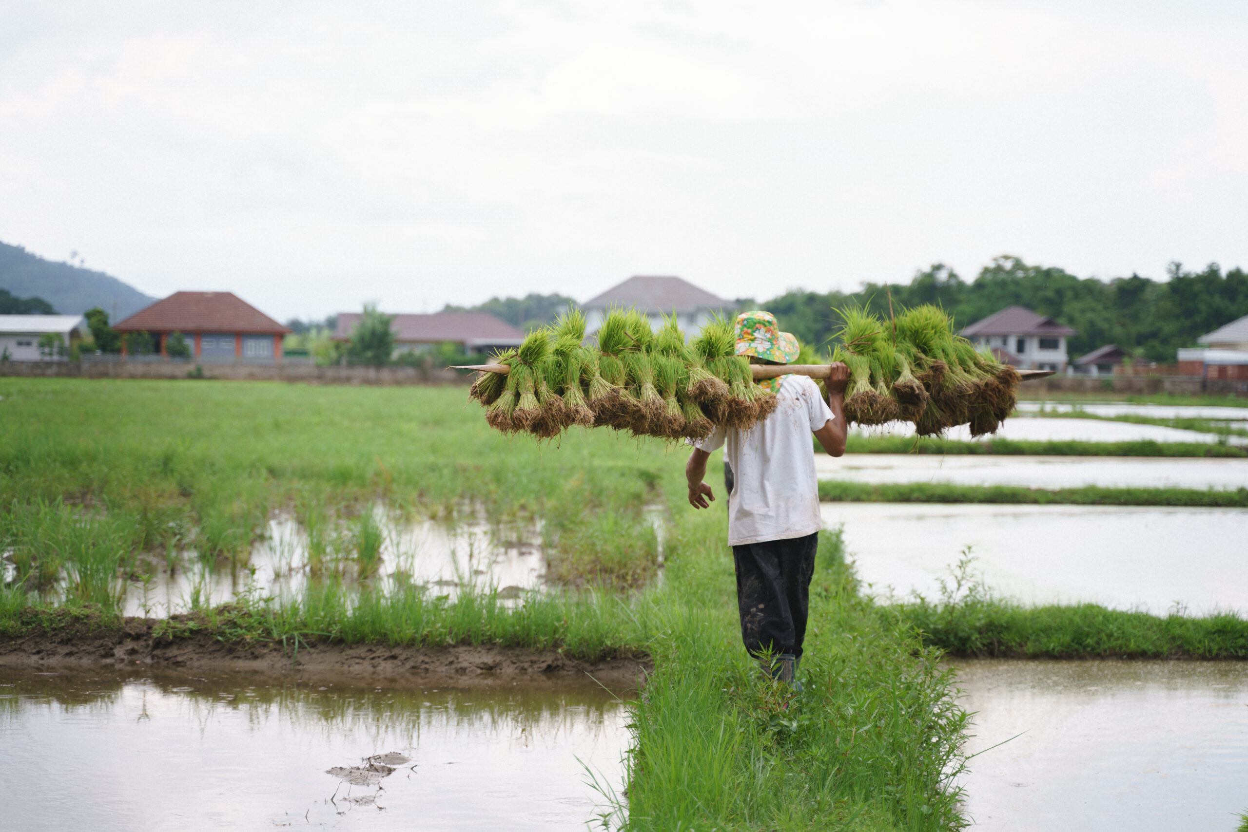 Can Cambodia’s agri products overcome market challenges?